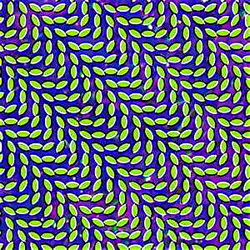 Animal Collective