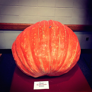 The 875 pound Largest Pumpkin Contest winner from Dwight Slone.
